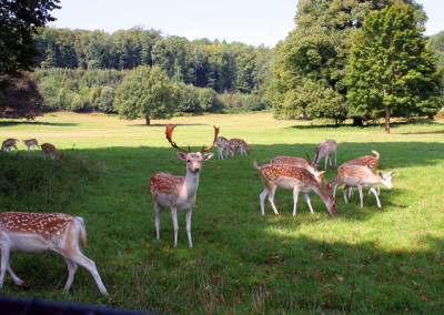 Ashton Court