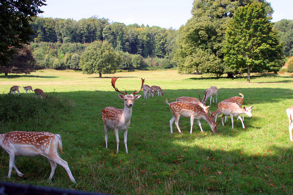 Ashton Court